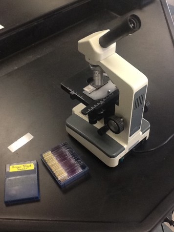 Ebola: A Concern For Connecticut Students?