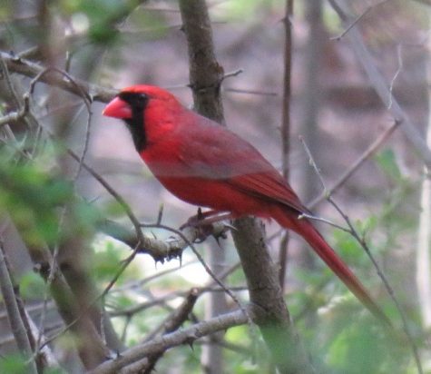The Birds of the Masters
