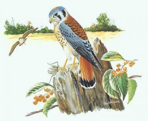 The (American) Kestrel