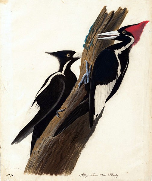 The Mystery of the Ivory-Billed Woodpecker