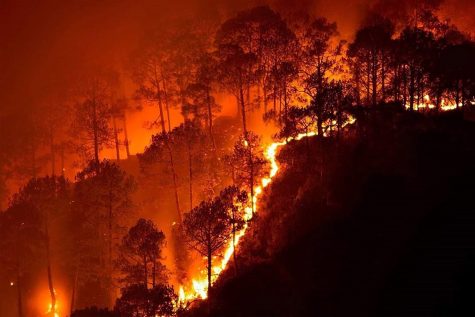 The Reality of the Australian Wildfires